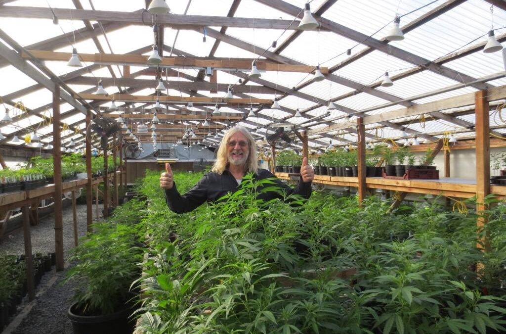 Sonoma County eyes ‘streamlined’ permitting of cannabis cultivation