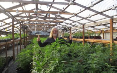 Sonoma County eyes ‘streamlined’ permitting of cannabis cultivation